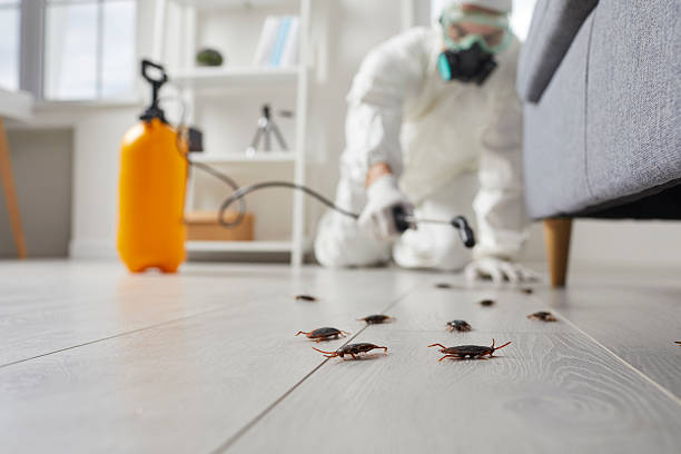 Commercial Rodent Management in Laguna Heights